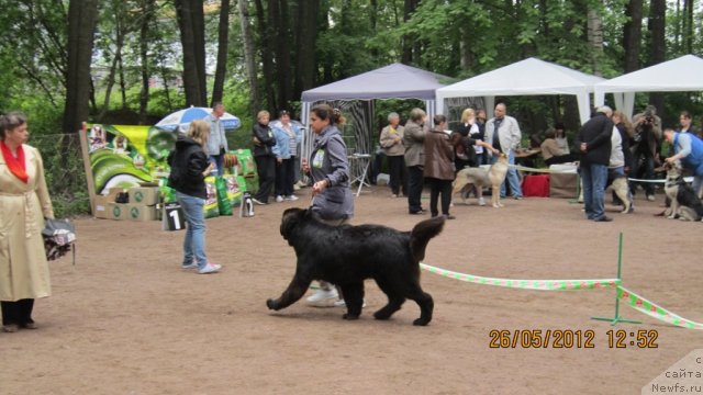 Фото: ньюфаундленд Piternyuf Monte Kristo (Питерньюф Монте Кристо), Dar'ya Hijnyak (Дарья Хижняк)