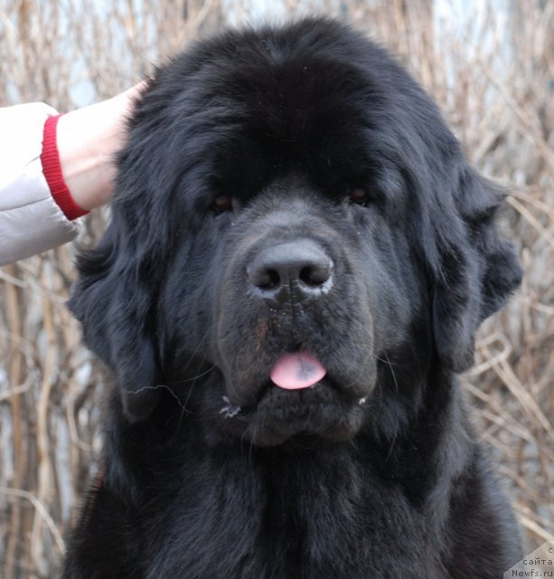 Фото: ньюфаундленд Dar Svezy Uriel Korona Borealis (Дар Свезы Юриель Корона Бореалис)