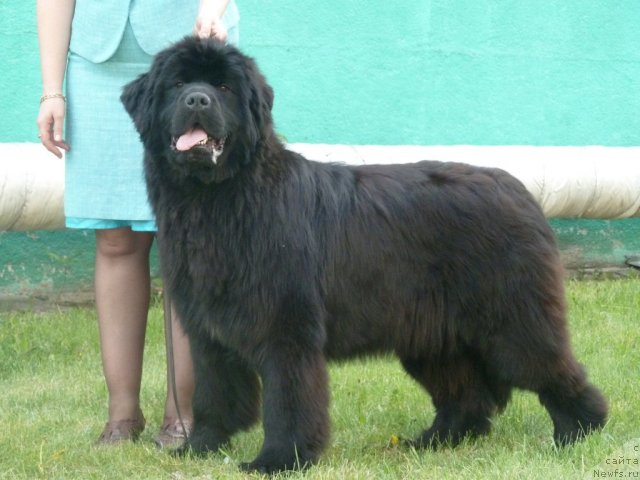 Фото: ньюфаундленд Super Premium Italiya (Супер Премиум Италия)