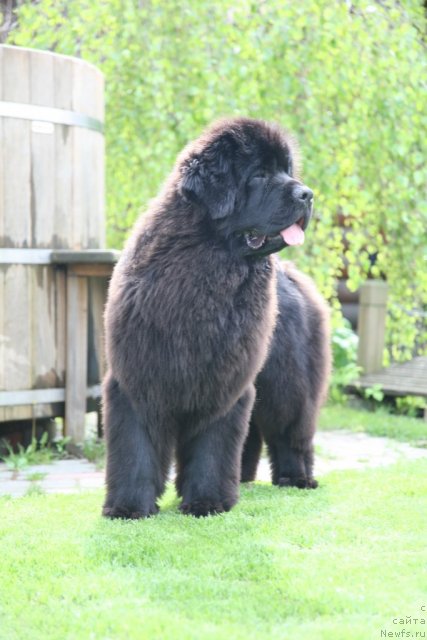 Фото: ньюфаундленд Sent Djons Handsel for Me (Сент Джонс Хендсел фо Ми)