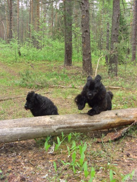 Фото: ньюфаундленд Akin Soul Sofiya (Акин Соул София), ньюфаундленд Lesnaya Skazka Lunnaya Sonata (Лесная Сказка Лунная Соната)