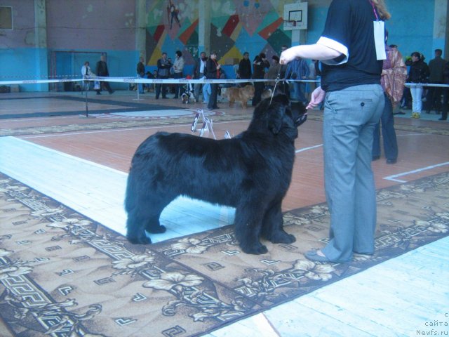 Фото: ньюфаундленд Super Premium Invisible (Супер Премиум Инвисибл)