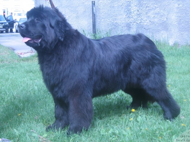 Фото: ньюфаундленд Super Premium Invisible (Супер Премиум Инвисибл)