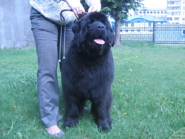 Фото: ньюфаундленд Super Premium Invisible (Супер Премиум Инвисибл)