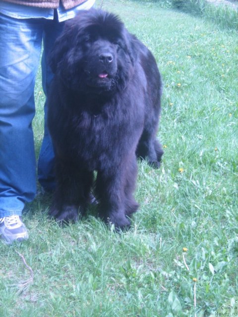 Фото: ньюфаундленд Super Premium Invisible (Супер Премиум Инвисибл)