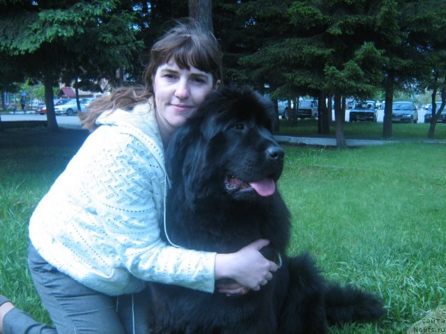 Фото: ньюфаундленд Super Premium Invisible (Супер Премиум Инвисибл), Irina CHernikova (Ирина Черникова)