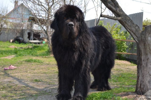 Фото: ньюфаундленд Veridan Zvezdnyiy Put' (Веридан Звездный Путь)