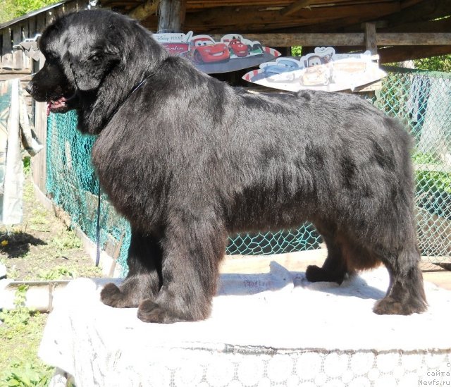 Фото: ньюфаундленд Fann'yuf Al'felina Bledans (Фанньюф Альфелина Бледанс)