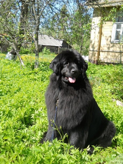 Фото: ньюфаундленд Fann'yuf Al'felina Bledans (Фанньюф Альфелина Бледанс)