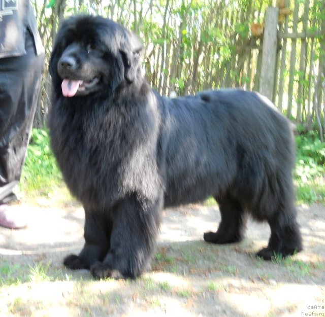 Фото: ньюфаундленд Fann'yuf Al'felina Bledans (Фанньюф Альфелина Бледанс)