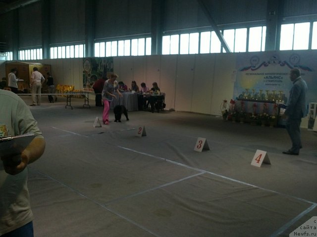 Фото: ньюфаундленд Charuyuschiy Chezario (Чарующий Чезарио)