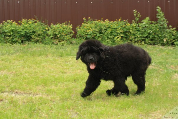 Фото: ньюфаундленд Beguschaya po Volnam Center of Attraktion (Бегущая по Волнам Центер оф Аттрактион)