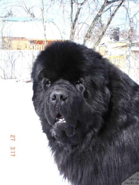 Фото: ньюфаундленд King Sibiria von Aiching