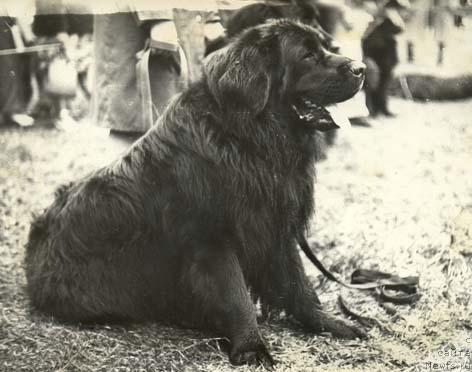 Фото: ньюфаундленд Tori Magr (Тори Магр)