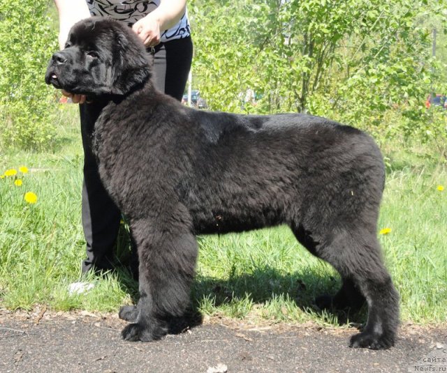 Фотография № 97009