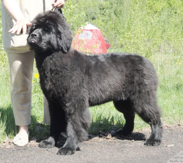 Фотография № 97012