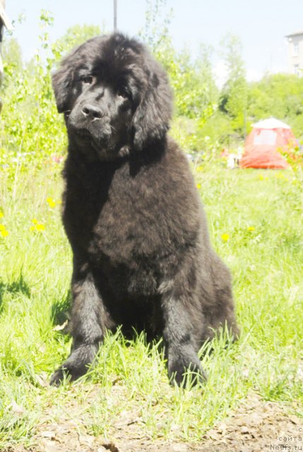 Фотография № 97013