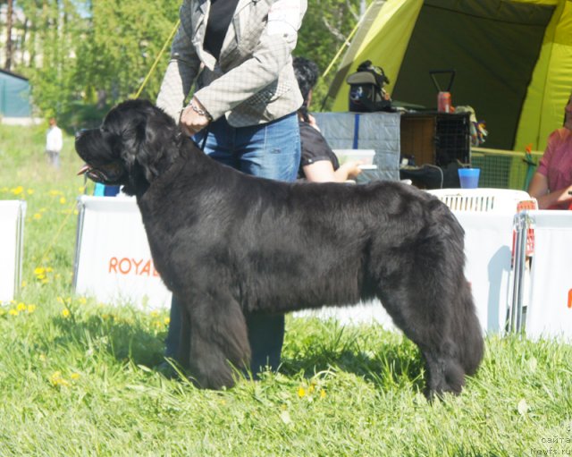 Фотография № 97018