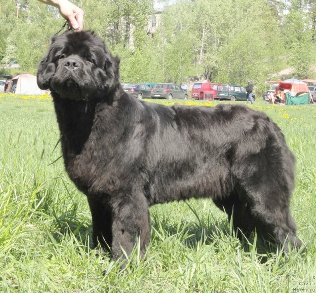 Фотография № 97019