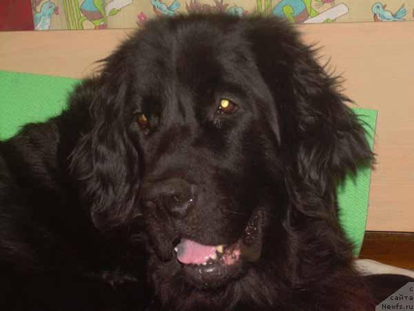 Фото: ньюфаундленд CHarodeyka Fabiggi (Чародейка Фабигги)