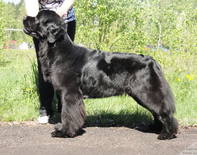 Фотография № 97029