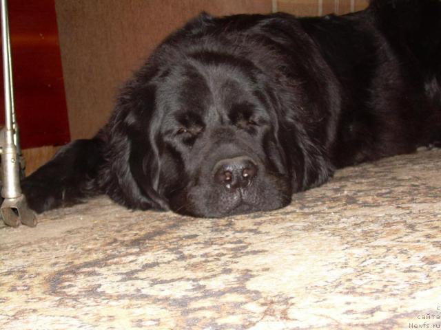 Фото: ньюфаундленд CHarodeyka Fabiggi (Чародейка Фабигги)