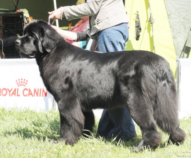 Фото: ньюфаундленд Beguschaya po Volnam Harizma (Бегущая по Волнам Харизма)