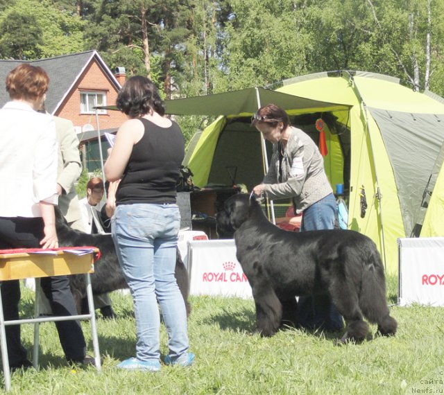 Фото: ньюфаундленд Beguschaya po Volnam Harizma (Бегущая по Волнам Харизма)