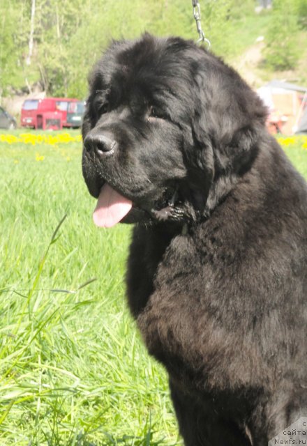 Фото: ньюфаундленд Beguschaya po Volnam Zephirine Drouhin (Бегущая по Волнам Зефирин Друэн)