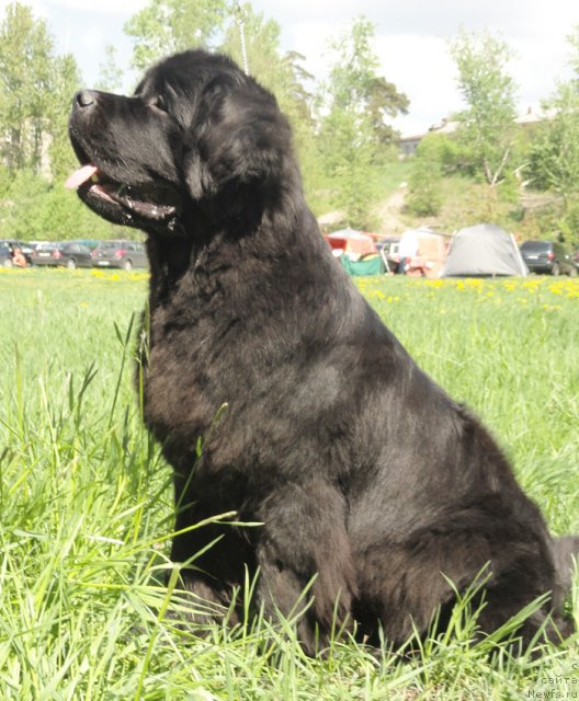 Фото: ньюфаундленд Beguschaya po Volnam Zephirine Drouhin (Бегущая по Волнам Зефирин Друэн)