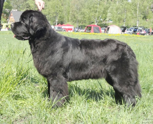 Фото: ньюфаундленд Beguschaya po Volnam Zephirine Drouhin (Бегущая по Волнам Зефирин Друэн)
