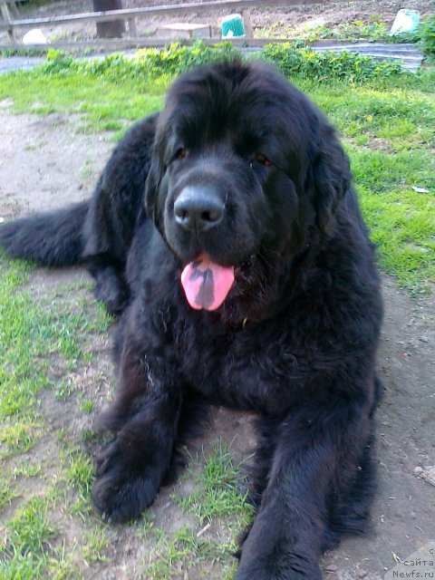 Фото: ньюфаундленд Funnewf Ultra Mega Super Girl (Фанньюф Ультра Мега Супер Герл)