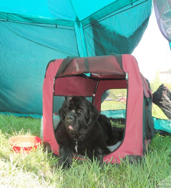 Фото: ньюфаундленд Beguschaya po Volnam Zephirine Drouhin (Бегущая по Волнам Зефирин Друэн)