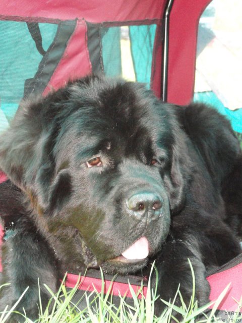 Фото: ньюфаундленд Beguschaya po Volnam Zephirine Drouhin (Бегущая по Волнам Зефирин Друэн)