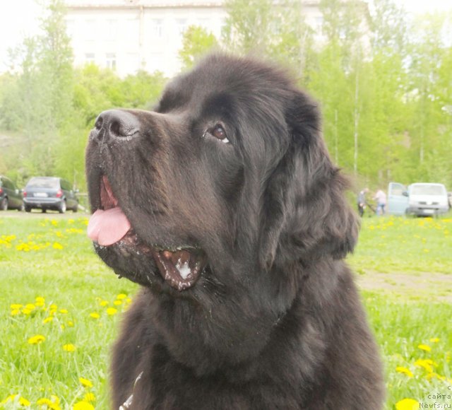 Фото: ньюфаундленд Beguschaya po Volnam Dancing Queen (Бегущая по Волнам Дансинг Квин)