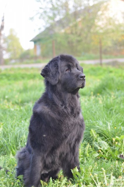 Фотография № 97069