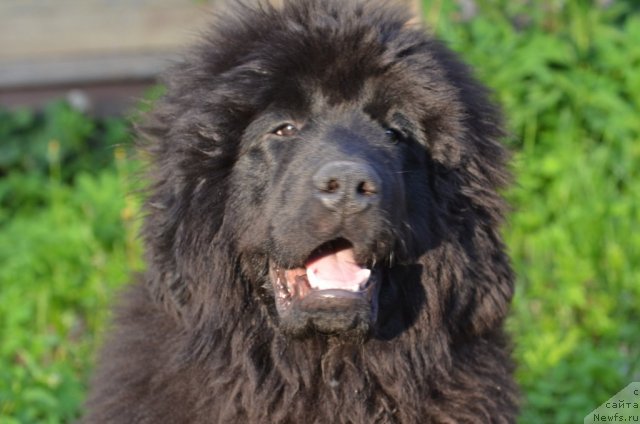 Фотография № 97073