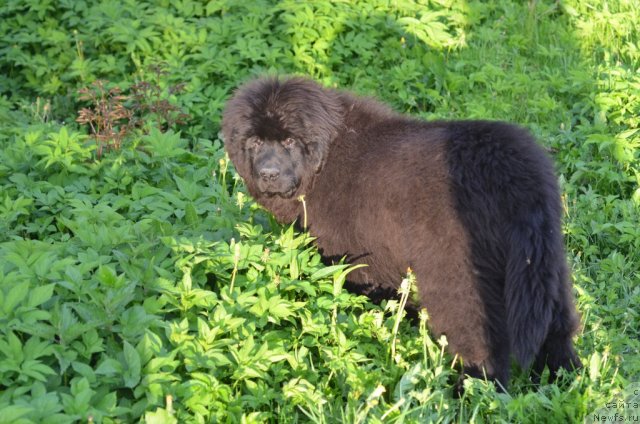 Фотография № 97074