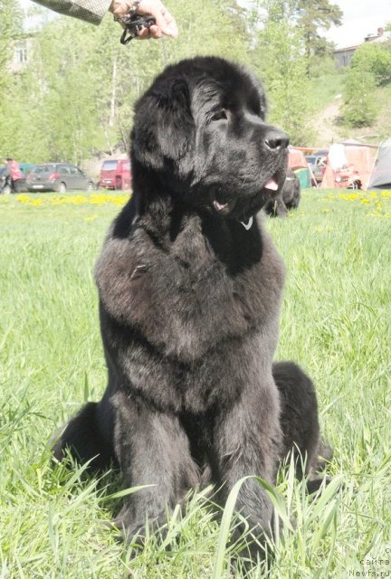 Фото: ньюфаундленд Beguschaya po Volnam Harizma (Бегущая по Волнам Харизма)