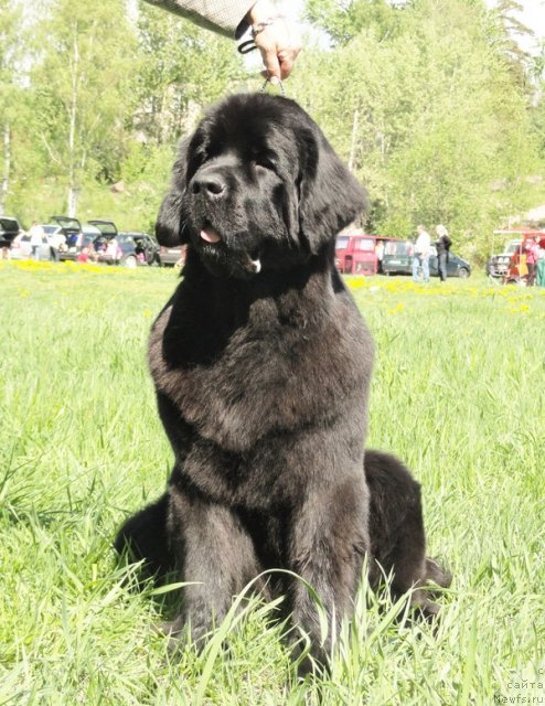 Фото: ньюфаундленд Beguschaya po Volnam Harizma (Бегущая по Волнам Харизма)