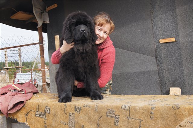 Фото: ньюфаундленд Fann'yuf Tibul Jelannyiy dlya Ih Vyisochestva (Фанньюф Тибул Желанный для Их Высочества), Ol'ga Trapeznikova (Ольга Трапезникова)