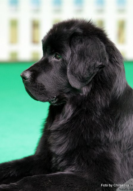 Фото: ньюфаундленд Piternyuf Nota Bene (Питерньюф Нота Бене)