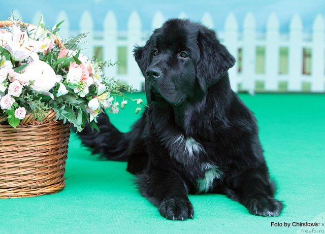 Фото: ньюфаундленд Piternyuf Nota Bene (Питерньюф Нота Бене)