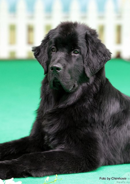 Фото: ньюфаундленд Piternyuf Nota Bene (Питерньюф Нота Бене)