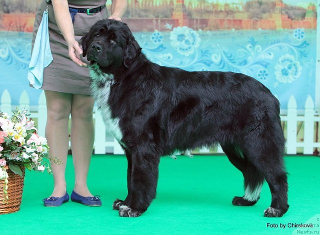 Фото: ньюфаундленд Piternyuf Enigma (Питерньюф Енигма)