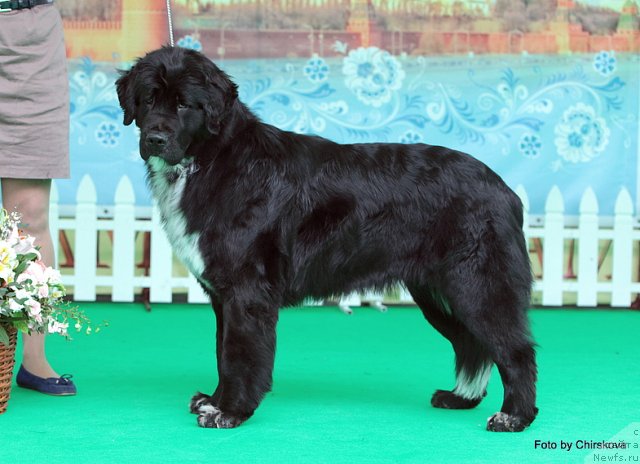 Фото: ньюфаундленд Piternyuf Enigma (Питерньюф Енигма)