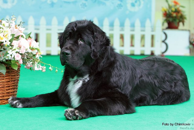 Фотография № 97098