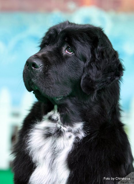 Фото: ньюфаундленд Piternyuf Enigma (Питерньюф Енигма)