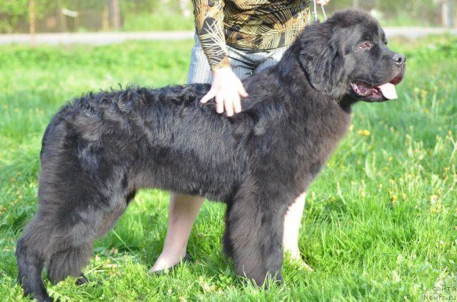 Фото: ньюфаундленд Princ Al'finskiy (Принц Альфинский)