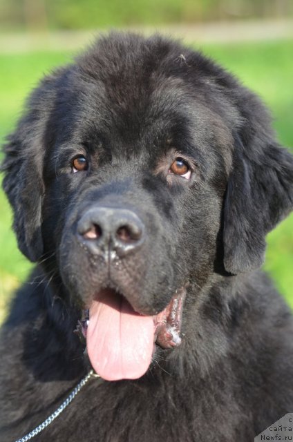 Фото: ньюфаундленд Princ Al'finskiy (Принц Альфинский)